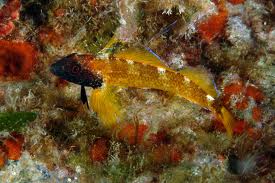 Berlenga grande - peperoncino giallo dal capo nero