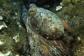 Berlenga grande - polpo mimetizzato