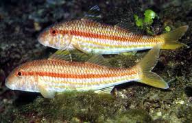 Berlenga grande - triglie giganti