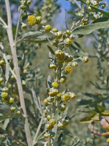 Artemisia absinthium. Fiori