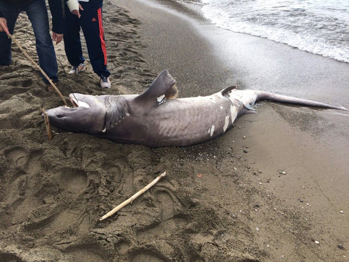 Lo squalo capopiatto, una nostra conoscenza