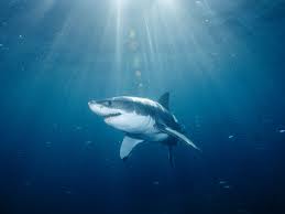 squalo bianco