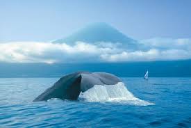 Azzorre balena 2