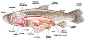 anatomia di un pesce