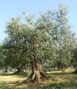 l'olivo