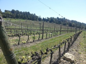 Le vigne del Brunello di Montalcino