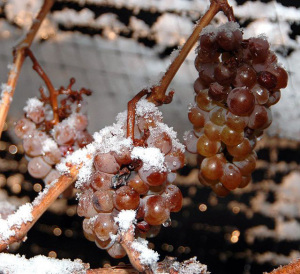 Ice_wine_grapes