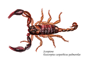 Scorpione di Palmarola