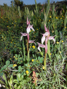 Serapias.2. Orchidaceae
