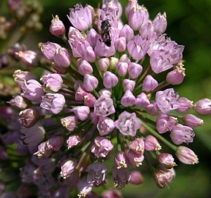 Allium dregeanum. Cipolla selvatica