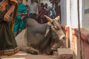 Varanasi Streets.4. Cow