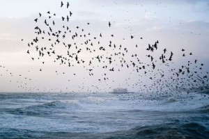 Inquietudine. Mare. Pessoa