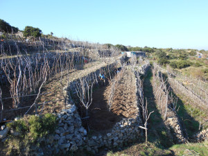 Parracine con viti