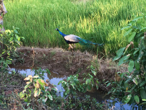 Peacock in a paddy field