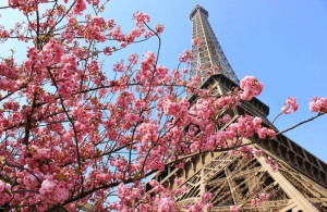 Tour Eiffel. Pruno fiorito