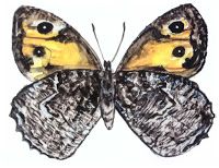 farfalla
