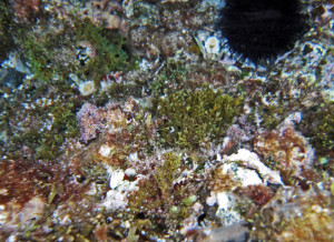 38-urchin_seaweed