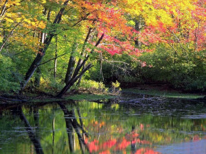 Alberi sul fiume..2