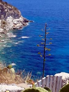 Agave a Ponza