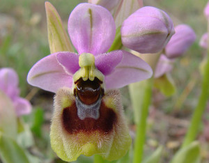 Ophrys tenthredinifera.2