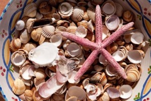 Seashells collected from the beach