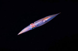 Foto notturna di un calamaro. Da radioluna.it