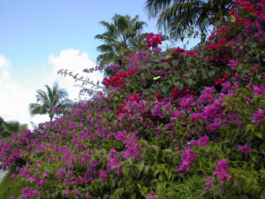 14-bouganvillea