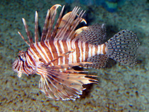 lionfish