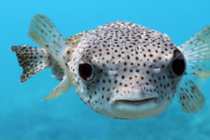 pesce-palla-2