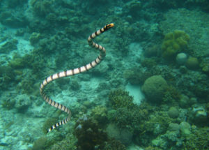 serpente-acqua