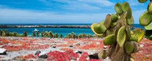 Beau paysage de l'île du Sud Galapagos Plaza