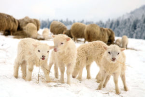 gregge-di-pecore-con-agnell-sulla-neve