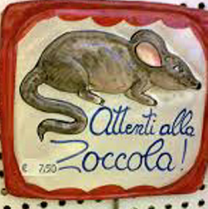 zoccola