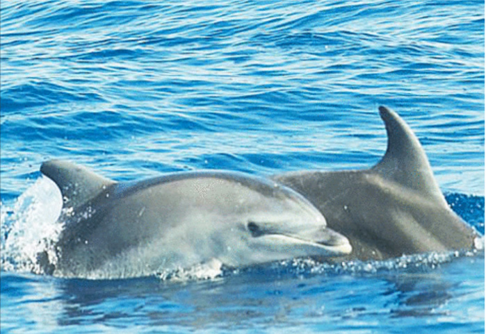 Il paradiso dei delfini all'isola d'Elba « Ponza Racconta